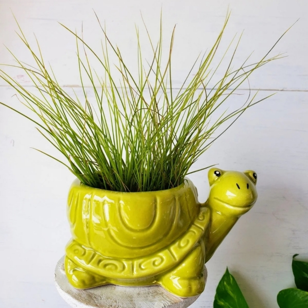 "Speedy" the Turtle Planter +BONUS Air Plant